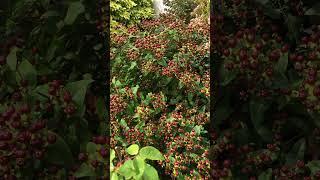 Hypericum “sweet amber “ berry stage.