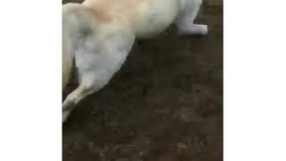 Гулять всем надо весело!