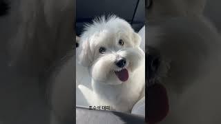 목욕 가기 싫은 꼬똥이 #꼬똥이아부지 #꼬똥드툴레아 #cotondetulear #목욕싫어