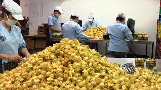 Golden Berry Harvesting Picking and Packing - Amazing Agriculture Golden Berry Farming Technique