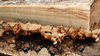 Shocking Discovery Teak Wood Full Of Lumps It Turns Out Horribly Damaged