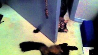 Funny cat paws under the door, chases tail