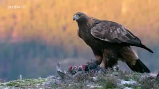 Das Leben des Königs der Berge - Steinadler [Doku]