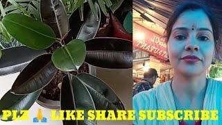 #Gardening with geet kumar English/Hindi # Shorts
