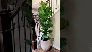 Elegantes plantas para decorar el interior de tu casa ️🪴