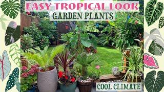 Easy Tropical Look Garden Plants - Hardy/Easy Over-Wintering 