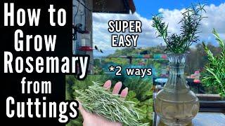 How to Grow Rosemary from Cuttings EASY See Results 2 Ways for Free Plants using NO Rooting Hormone