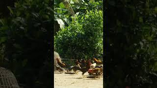 Chicken Sounds (Roosters and Hens Clucking in the Farmyard)