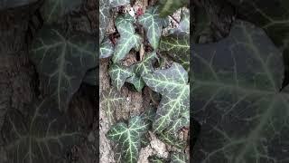 Leaves of Lorien