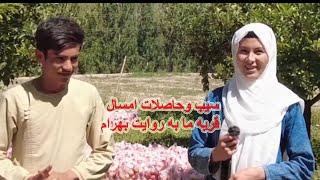 #jaghori apple is really the best in afghanistan#حاصل سیب امسال درجاغوری چطور بود بیشتر در ویدیو