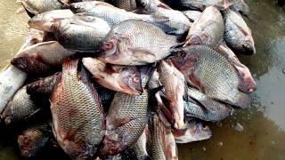 FRESH FISH TYPES IN INDUS RIVER BY HEALTH Tv