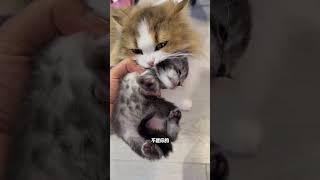 家里全是偷猫贼，有个孩子快偷走好像谁稀罕是的……
