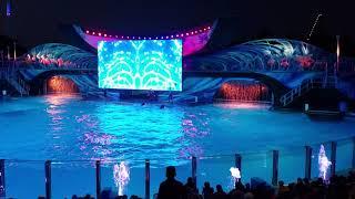 SEAWORLD SHAMU ELECTRIC OCEAN Killer Whale 4K ORLANDO FLORIDA