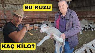 BU KUZU KAÇ KİLO? (Harika Karacabey Merinoslar)