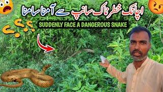 Suddenly Face A Dangerous Snake In Jungle || Achanak Khatarnak Saanp Se Samna