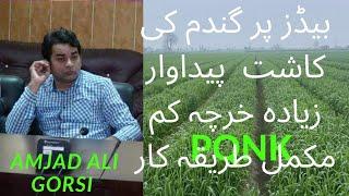 How to grow organic wheat on raised beds under PQNK/ گندم کی اچھی پیداوار بغیر کھاد اور بغیر سپرے کے