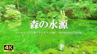 森の水源に広がる水の音 鳥のさえずり：癒し、勉強、作業BGMなどにご活用ください【自然音,ASMR,4K,relaxing  nature sounds】