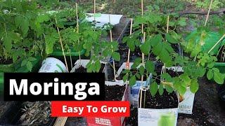 How to grow Moringa? The easy way!