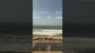 Tips For Amtrak’s Coast Starlight Train LA to San Francisco #amtrak #traintravel #traintravelvlog