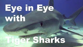 Diving Bahamas #01 - Auge in Auge mit Tigerhaien / Eye of the Tiger Tiger Beach - Hans-Peter Endler