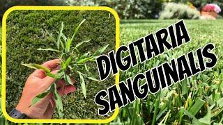 Digitaria Sanguinalis nel prato come combatterla