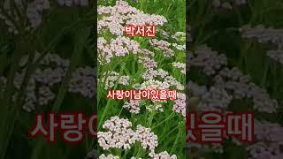 #박서진  #사랑이남아있을때 #톱풀꽃