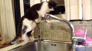 Ira the cat, discovering running water