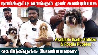 Shih Tzu Dog  | How to Train & Care for Shih Tzu Puppies | Shih Tzu Puppies for Sale | Toy Poodles