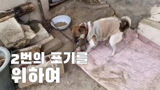 두번의 포기를 위해 #dog