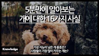 5분만에 알아보는 개에 대한 16가지 사실 / 가장 지능이 낮은 개 품종은? / 사람들이 가장 많이 키우는 개? / 말티즈는 참지않긔?