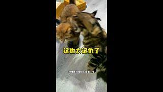 这到底是什么仇什么怨呀……