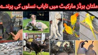 Multan Birds market rashadabad birds home latest update all Fancy and Imported Birds available here