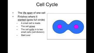 The Cell Cycle