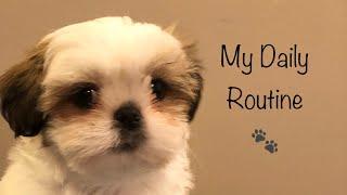 A Day in My Life | Shih Tzu Puppy