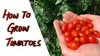 Growing tomatoes in soil AND with hydroponics | Balcony Gardening