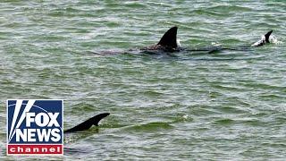 Shark expert reveals biggest myth amid recent ocean activity