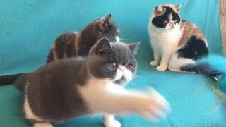 Exotic shorthair cats