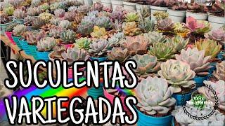 MIS SUCULENTAS VARIEGADAS - ECHEVERIAS RARAS