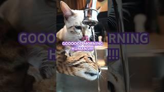 coffee prep with cats #bengals #coffeeprep #cats #happy #1111 #tech #leopard #cheetah #bengalcat