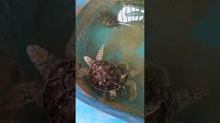 Turtle Sanctuary Cherating Pahang