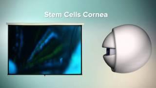 Stem cells for restoring sight