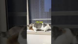 자고 있는 고양이 위를 지나간다고요?ㅋㅋ 몽당이답다