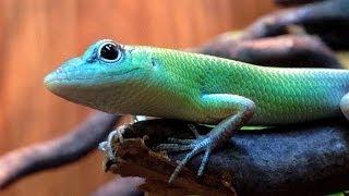 Green Tree Skinks at Northampton Reptile Centre