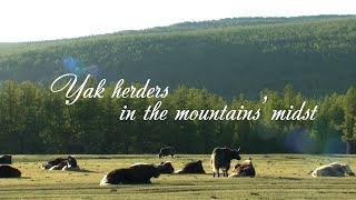 Yak herders in the mountains’ midst