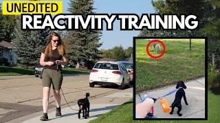 Real, UNEDITED Leash Reactivity Training Session