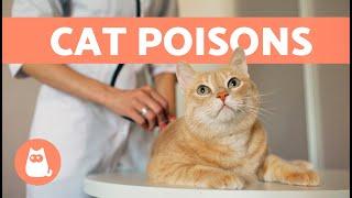 Most Common CAT POISONS ️ (5 Toxic Products Your Cat Needs to Avoid)