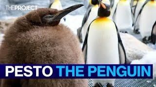 Pesto The Chunky Penguin Waddles To Stardom