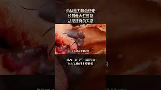 2/3 臭味熏天最会装死，长得像大红灯笼，却是苍蝇的天堂 #红笼头菌 #孢子 #苍蝇