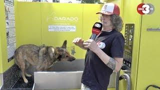 Der Selbstversuch: Die Hundewaschanlage - DONAU 3 FM