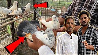 नाज़िम भाई के शानदार कबूतरों का शौक || kabootar ka shok || pigeon tournament 2024